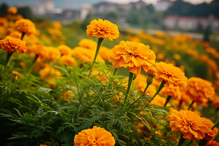 万寿菊花植物园盛开的菊花背景