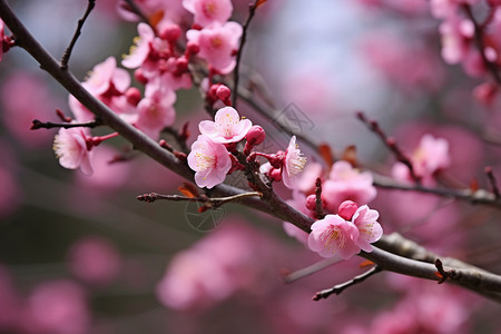 春季的花朵图片