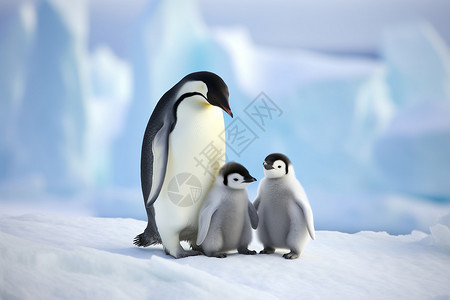 一群婴儿雪地中的企鹅设计图片