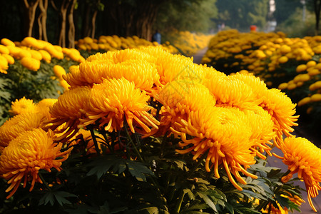 植物园金秋菊花展背景图片