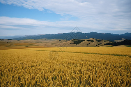 壮观的小麦田野背景图片