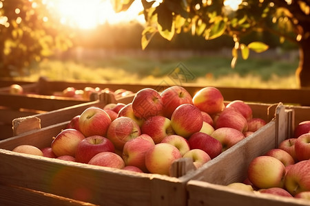 秋天丰收的苹果园图片