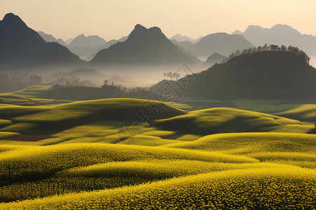 油菜花田野图片