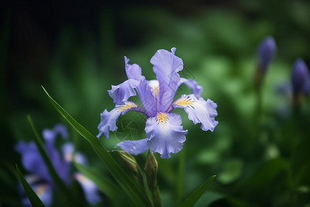 美丽的虹膜花背景图片