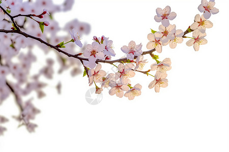 樱桃开花户外的樱花设计图片