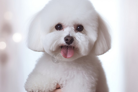 宠物白色小狗图片