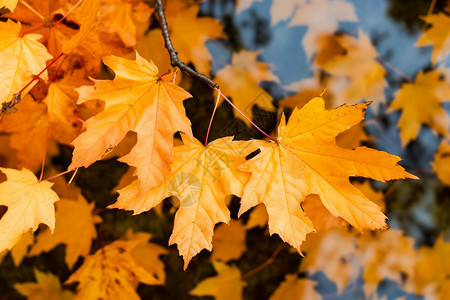秋天时的树叶背景图片