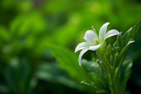 绽放的花朵背景图片