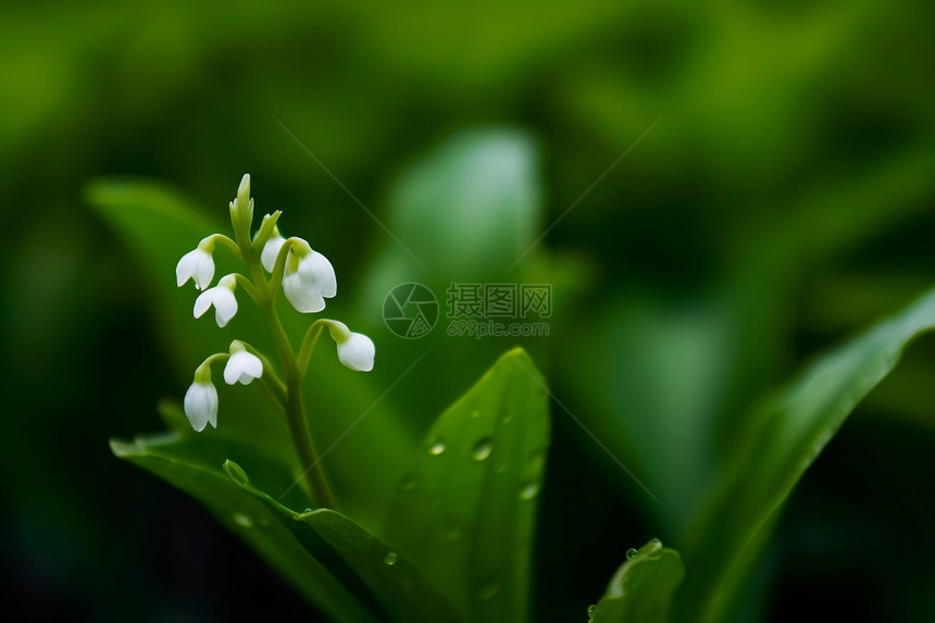 植物特写图片