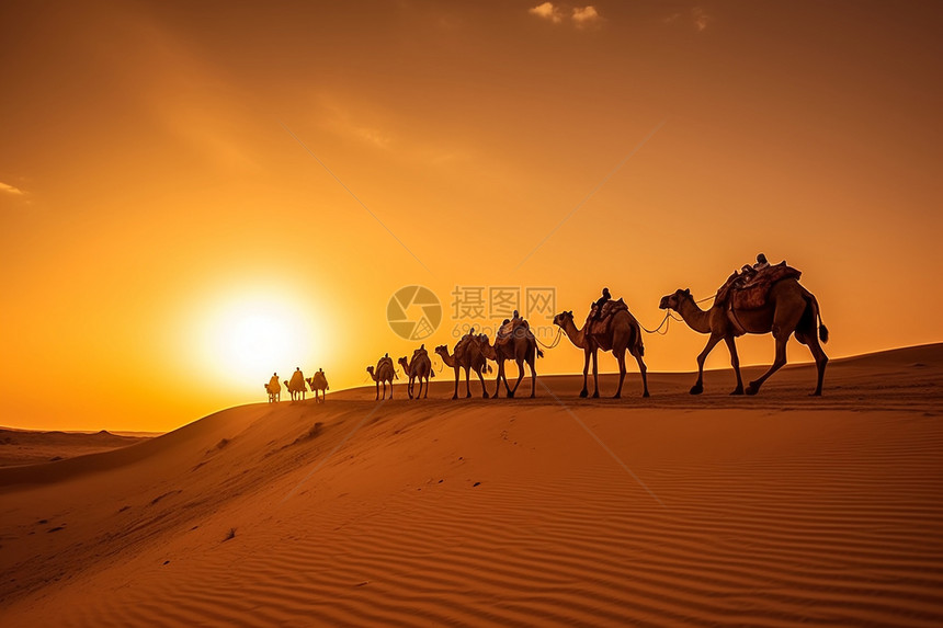 沙漠中的骆驼群图片