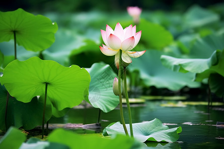 海市蜃楼水塘夏日的荷花背景