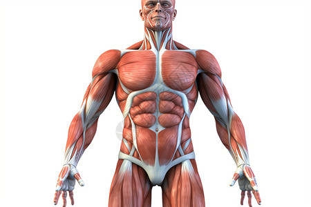 人体解剖学健美模型设计图片