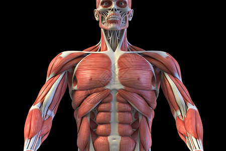 胸肌人体的肌肉系统设计图片