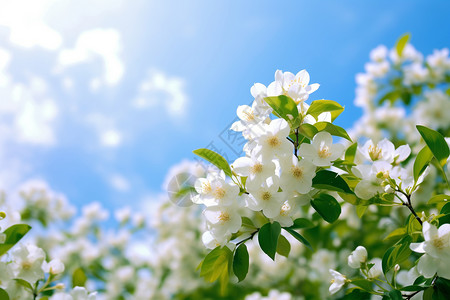 手绘茉莉花花朵花园中盛开的茉莉花背景