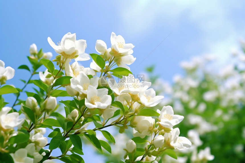 茉莉花的特写镜头图片