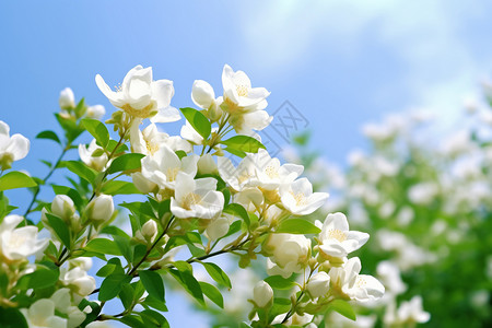 手绘茉莉花花朵茉莉花的特写镜头背景