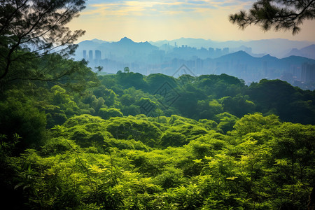 城市里的森林背景图片