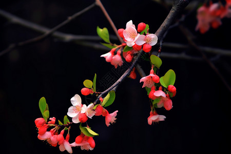 果树枝头春天枝头的海棠花背景