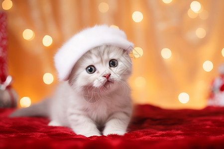 可爱圣诞小宠物不寻常的猫咪背景