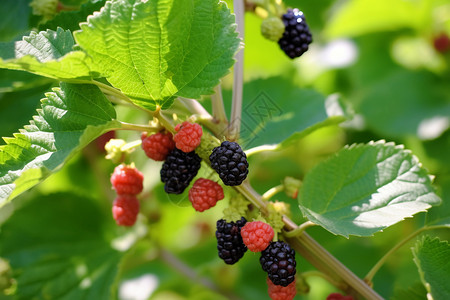 黑莓，水果，桑仁，桑叶，桑园，桑树，桑果，桑树藤，水果，红色水果，绿色，诱人，高清图片