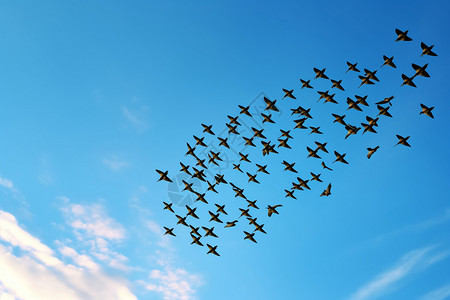 飞翔的战斗机空中的鸟群形成编队背景