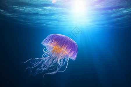 明亮海底世界里的水母背景图片