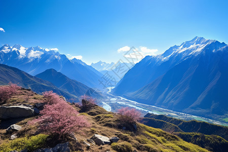 桃花盛开的山顶图片