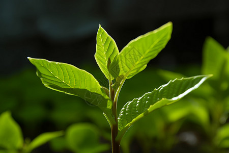 绿色植物特写背景图片