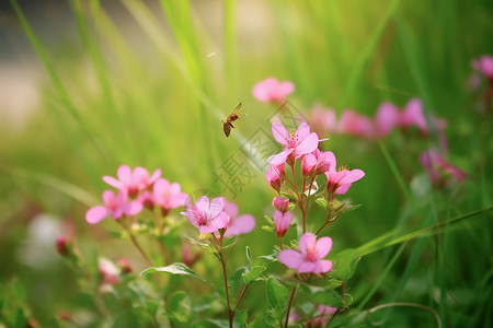 春天的蜻蜓春天田野里的野花背景