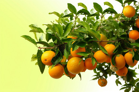 树上的橘子图片