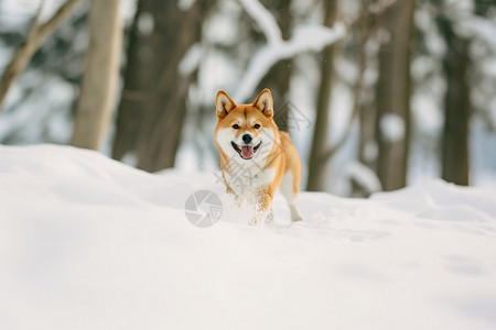 雪地中玩耍的狗狗背景图片