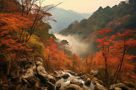 秋天雾山的红叶图片