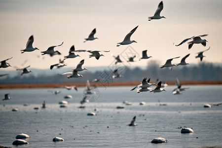 一群飞翔的海鸥图片