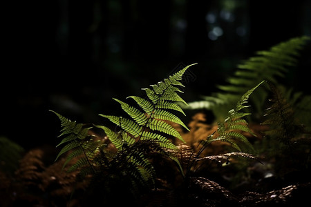 森林的蕨类植物图片