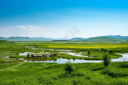 河流的植物湿地图片