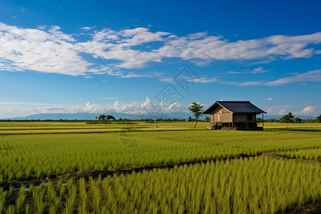 乡村水稻农场图片