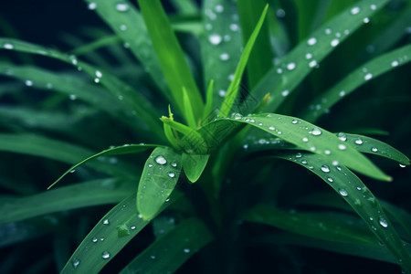 清新的绿植背景图片