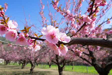 田间的桃树图片