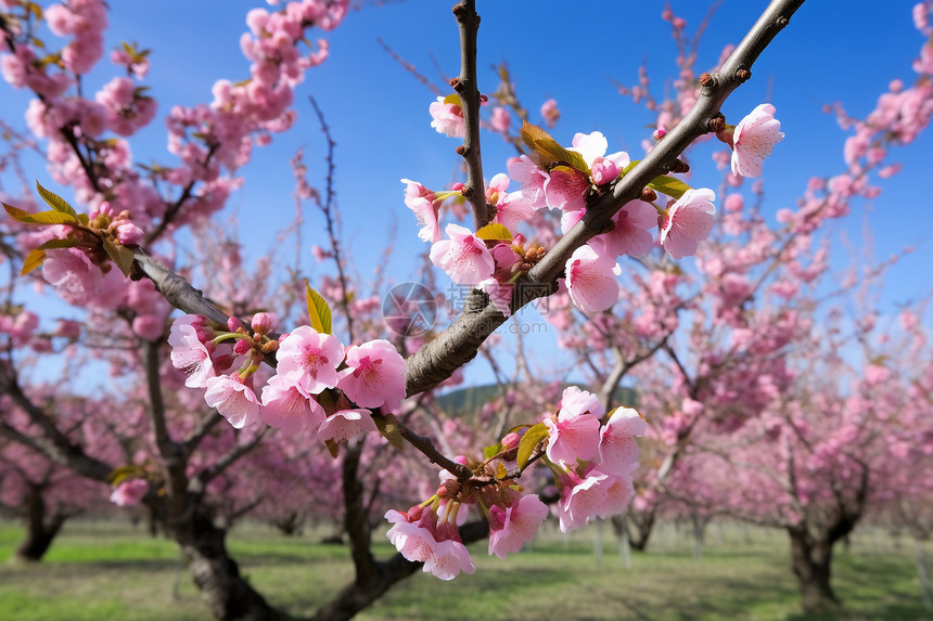 果园里的桃树图片