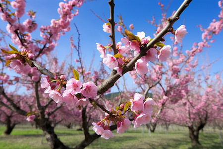 果园里的桃树背景图片