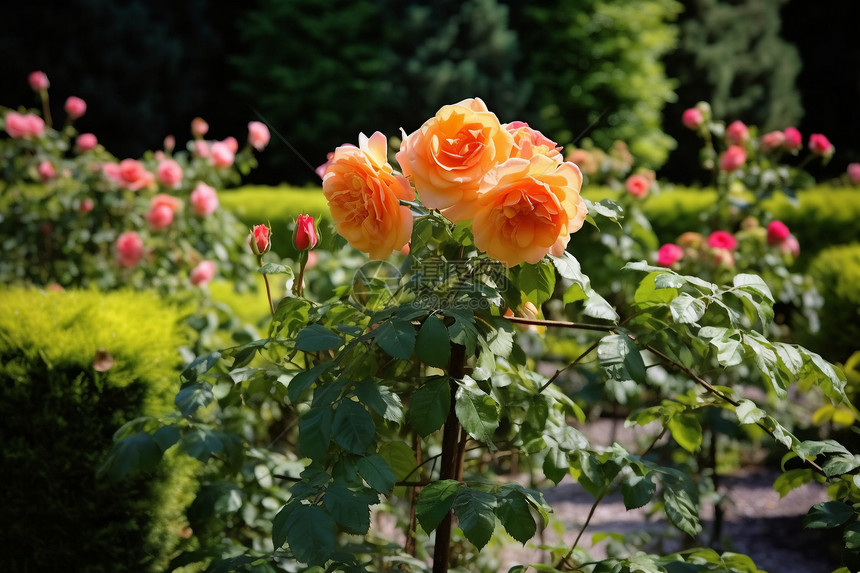 美丽的玫瑰花园林图片