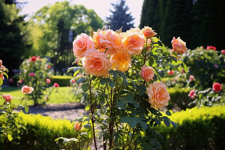 玫瑰花园艺图片