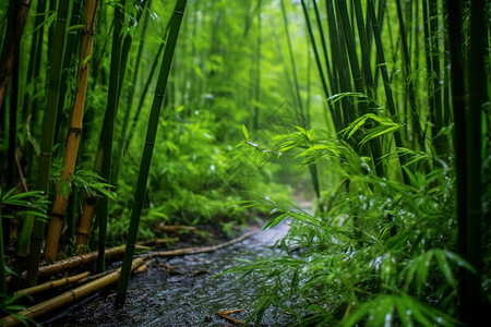 空气湿润的森林高清图片