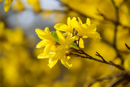 树枝上盛开的黄色的花图片