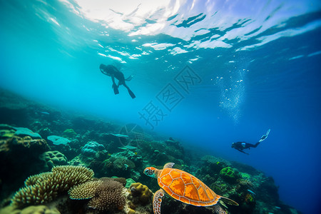 在海底两个潜水员在珊瑚礁附近潜水的时候看到了一只海龟背景