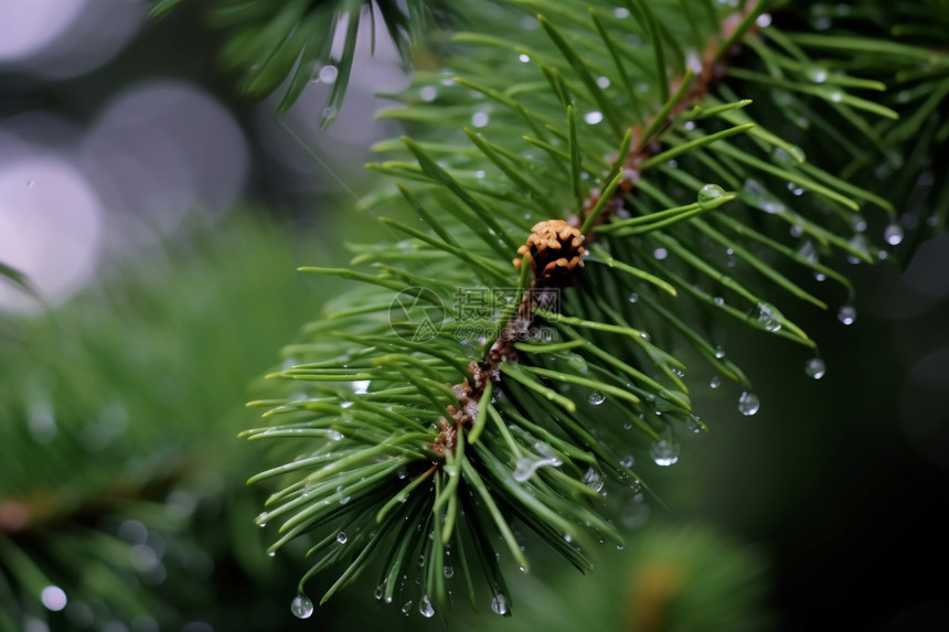 松树枝上的雨滴图片