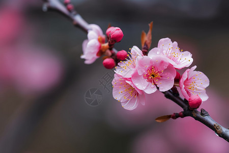 花园中的一枝桃花树背景