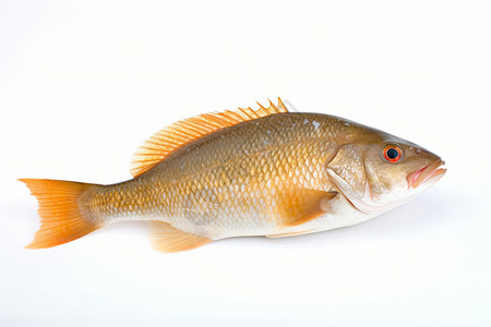 白色背景上的黄鱼背景图片