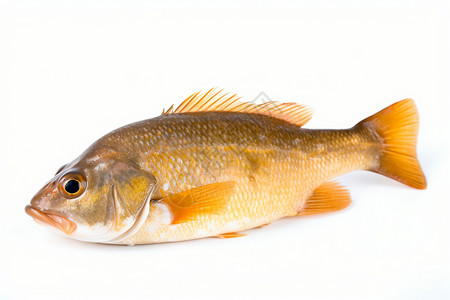 新鲜的黄鱼背景图片