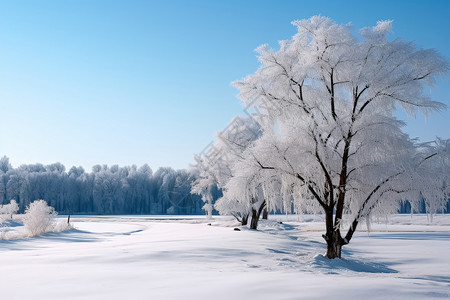 冬天雪后森林里的树木背景图片
